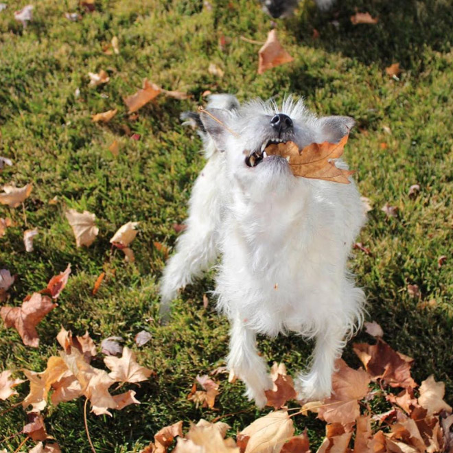 Derpy dog having fun in Autumn leaves.