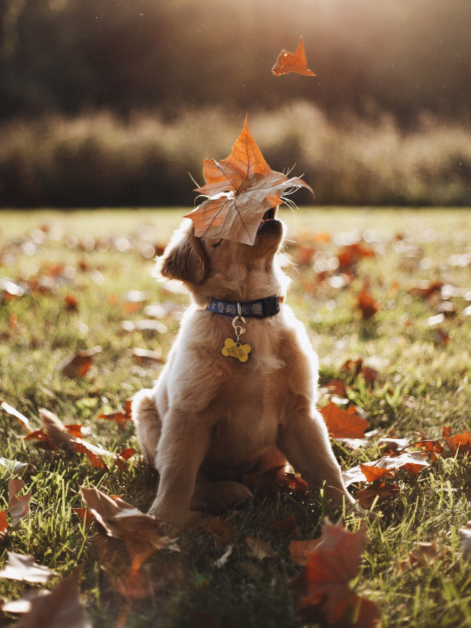 Derpy dog having fun in Autumn leaves.