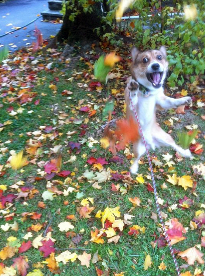 Derpy dog having fun in Autumn leaves.