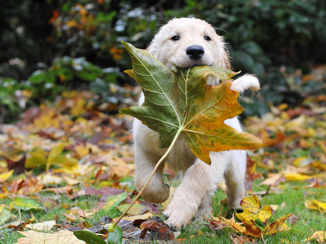 Derpy dog having fun in Autumn leaves.