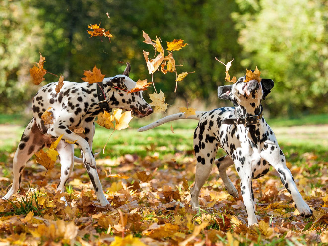 Derpy dog having fun in Autumn leaves.