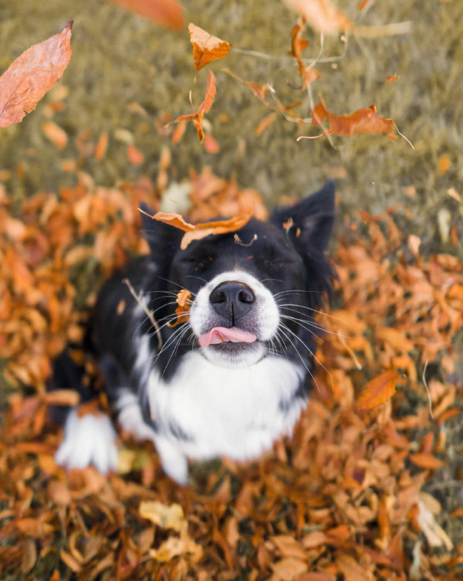 Derpy dog having fun in Autumn leaves.