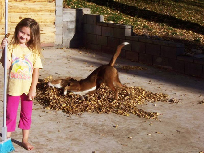 Derpy dog having fun in Autumn leaves.