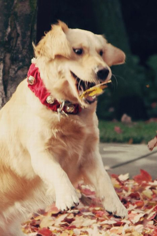 Derpy dog having fun in Autumn leaves.