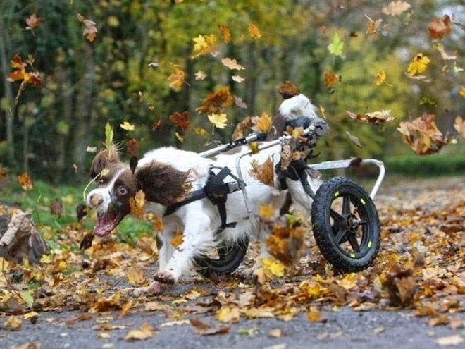 Derpy dog having fun in Autumn leaves.