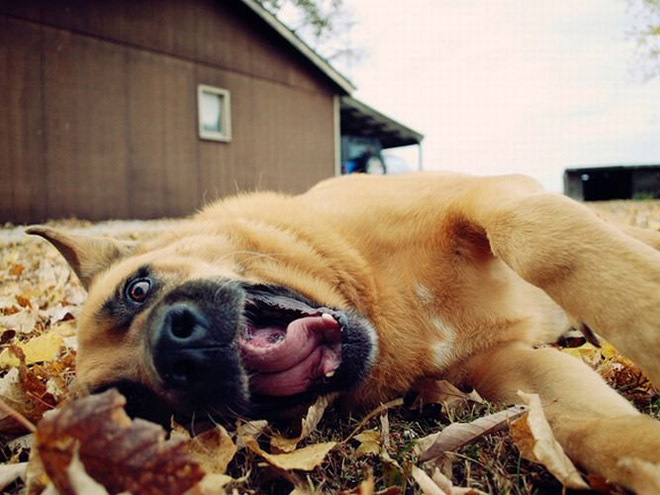 Derpy dog having fun in Autumn leaves.