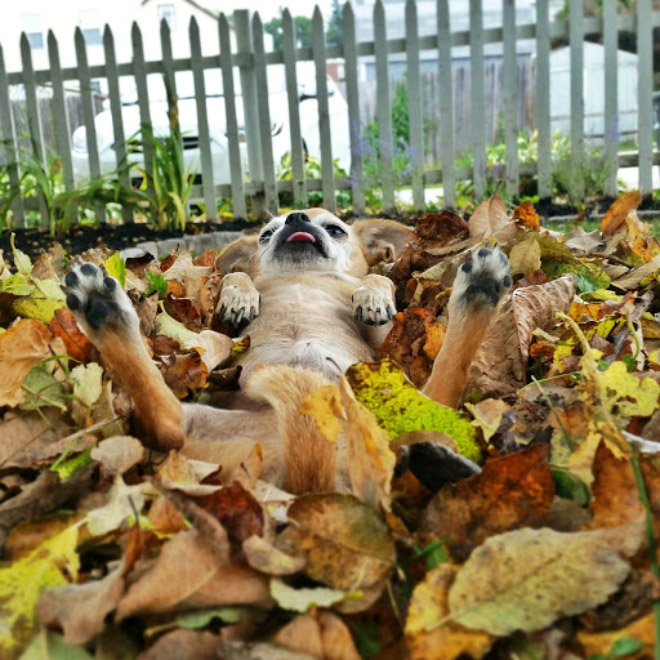 Derpy dog having fun in Autumn leaves.