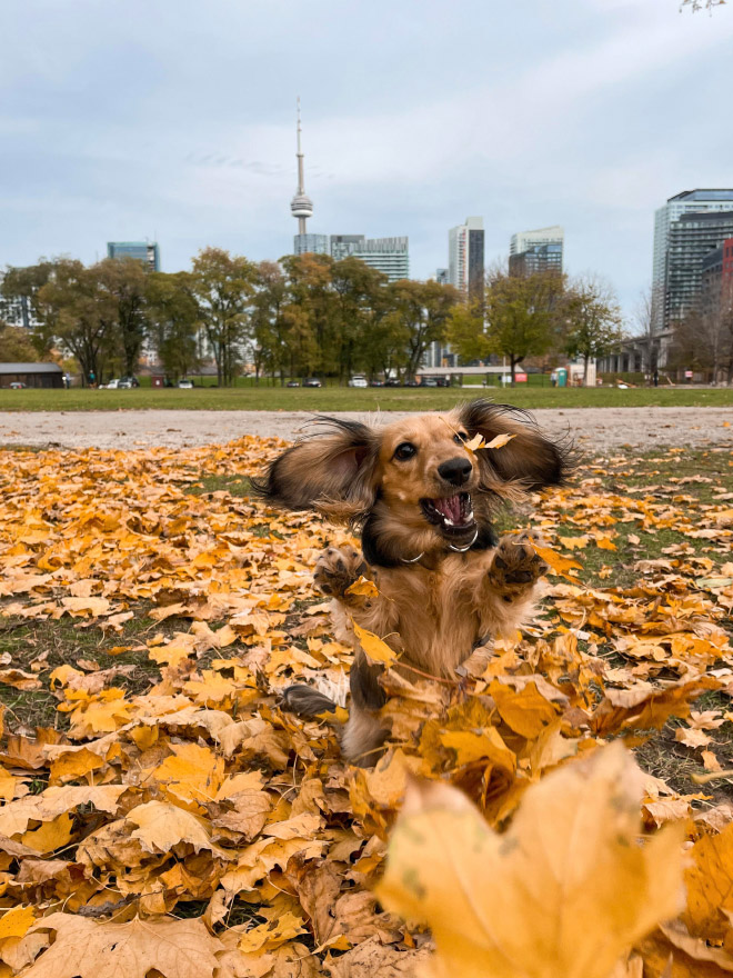 Derpy dog having fun in Autumn leaves.