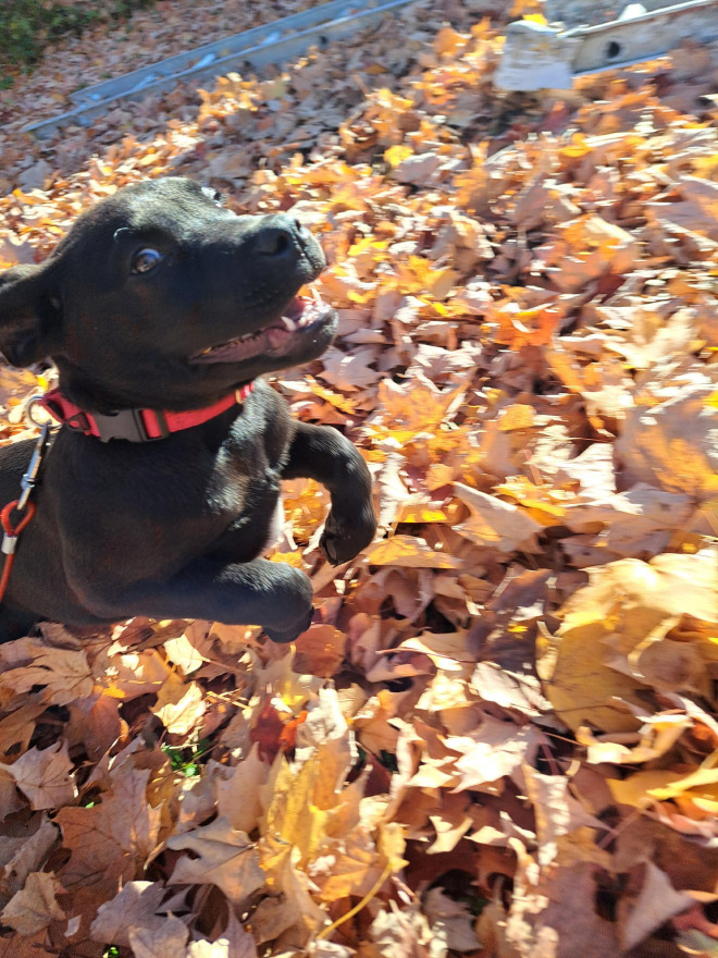 Derpy dog having fun in Autumn leaves.