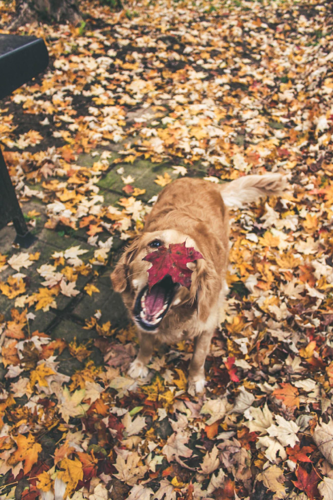 Derpy dog having fun in Autumn leaves.