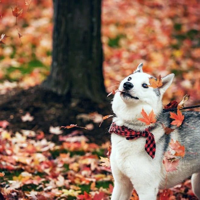 Derpy dog having fun in Autumn leaves.