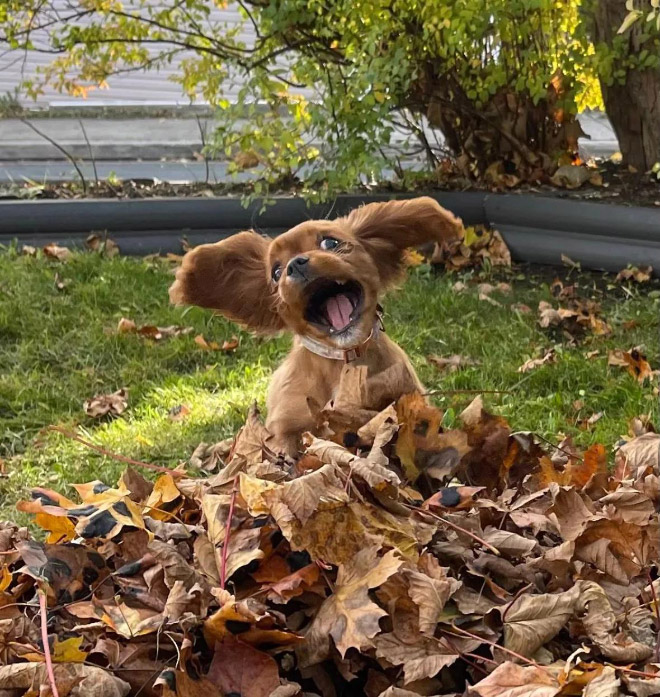 Derpy dog having fun in Autumn leaves.