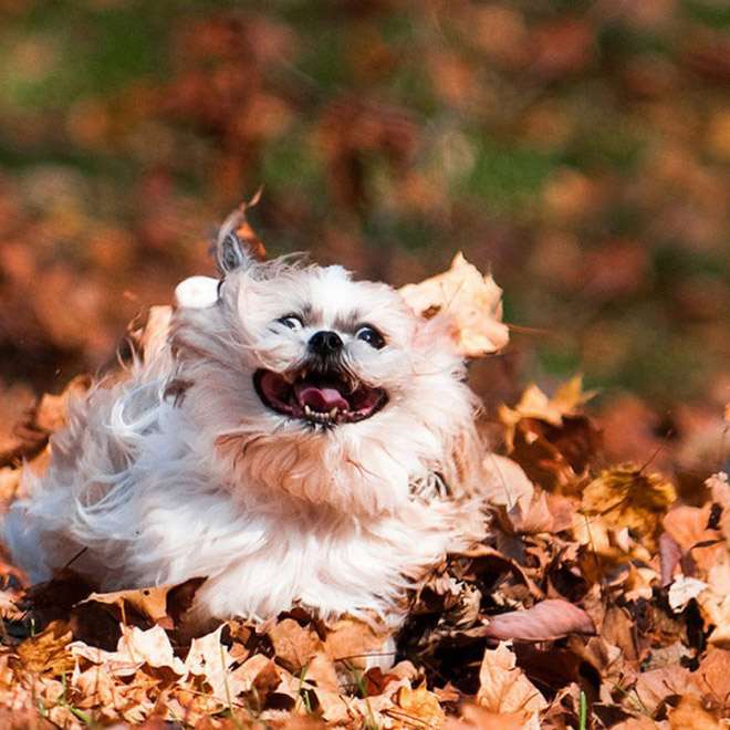 Derpy dog having fun in Autumn leaves.