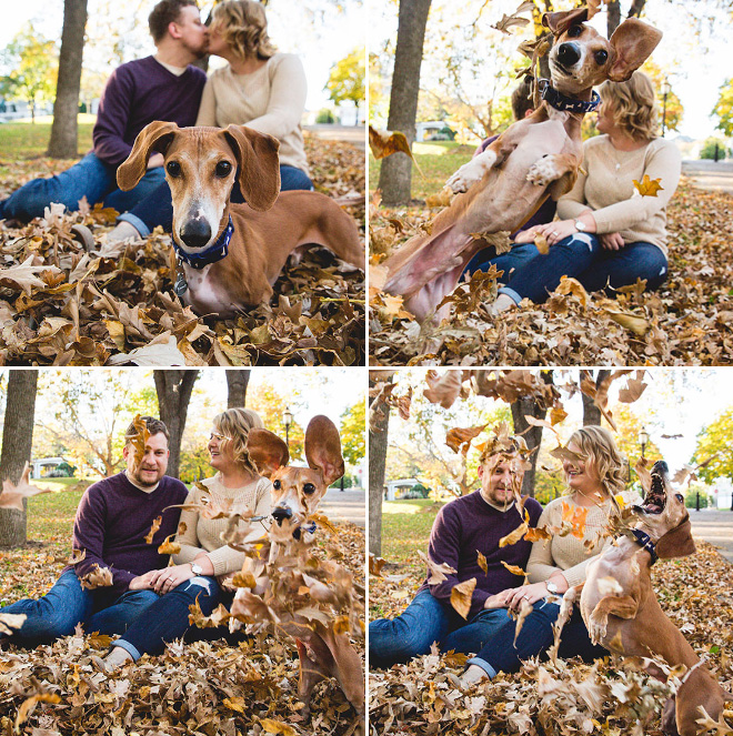 Derpy dog having fun in Autumn leaves.