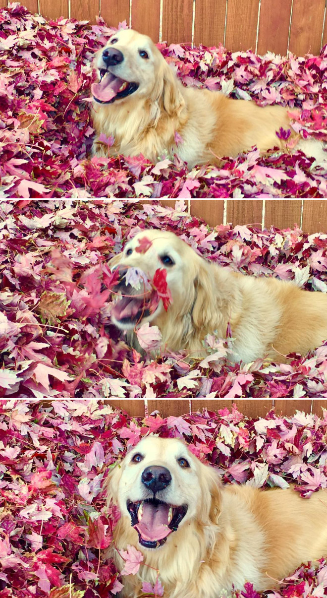 Derpy dog having fun in Autumn leaves.