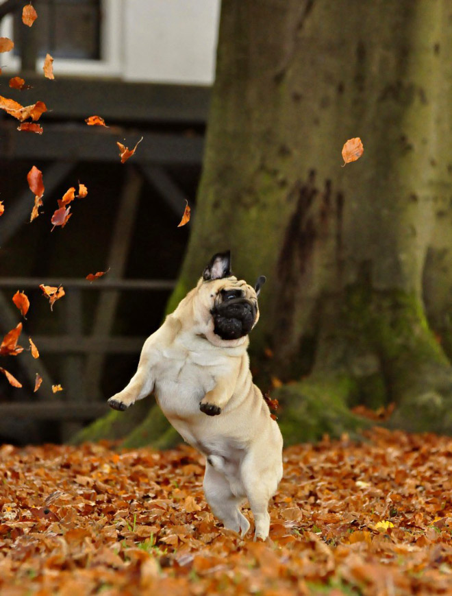 Derpy dog having fun in Autumn leaves.