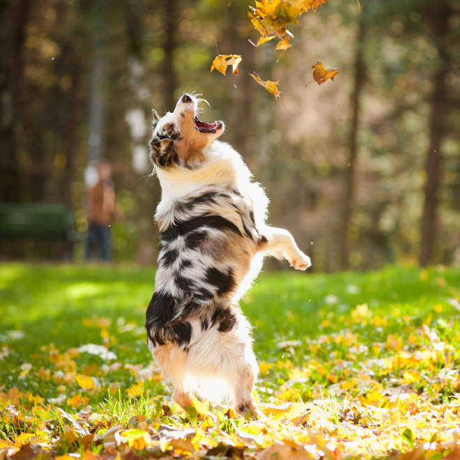 Derpy dog having fun in Autumn leaves.