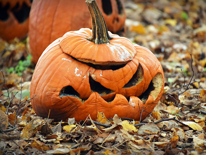 Abandoned Halloween pumpkin.