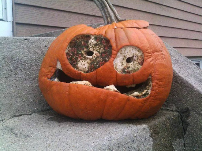 Abandoned Halloween pumpkin.