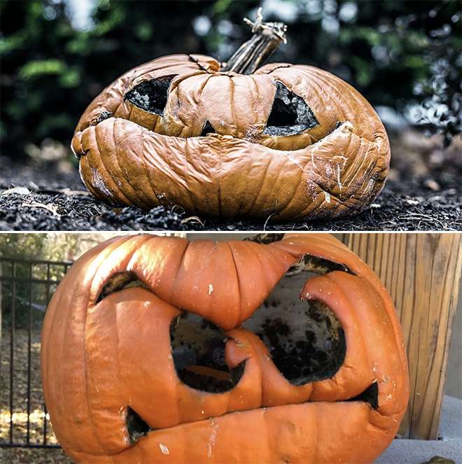 Abandoned Halloween pumpkins.