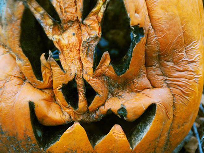 Abandoned Halloween pumpkin.