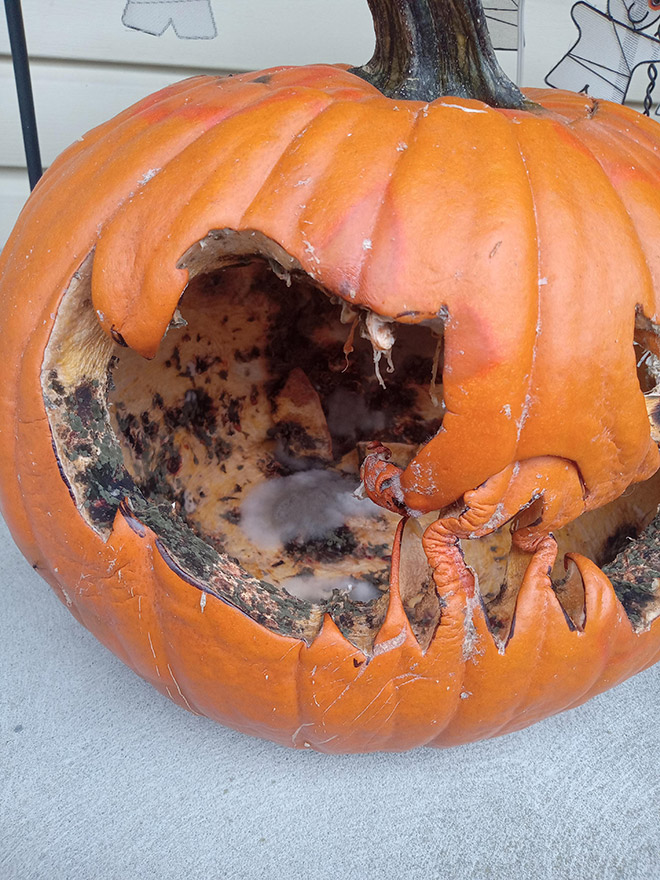 Abandoned Halloween pumpkin.