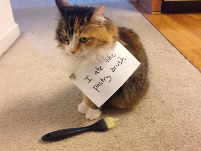 Cat cats even feel shame?