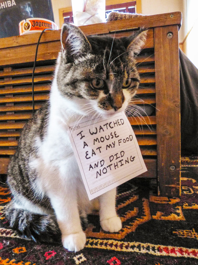 Cat cats even feel shame?