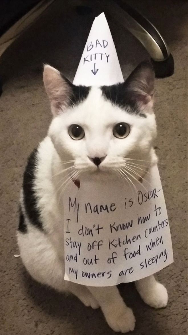 Cat cats even feel shame?