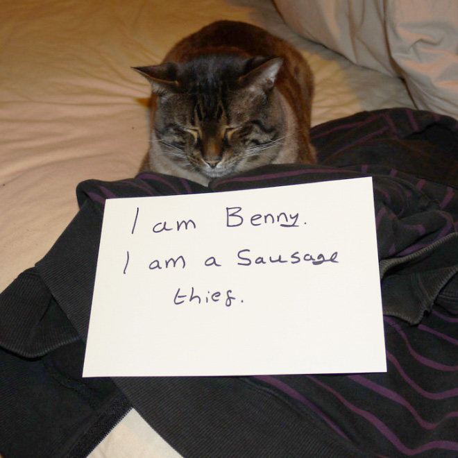 Cat cats even feel shame?