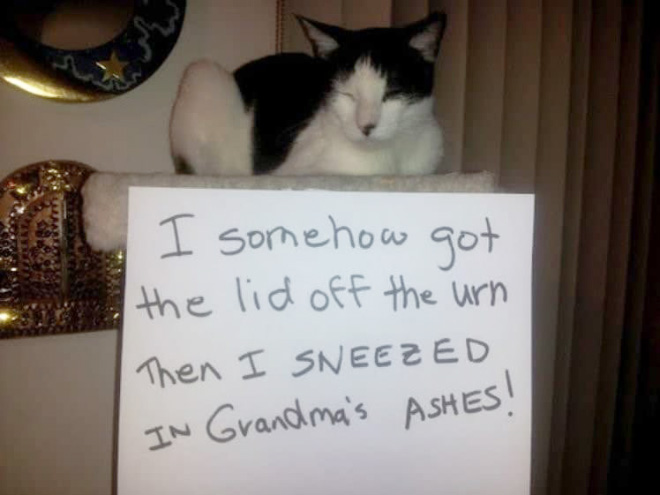 Cat cats even feel shame?