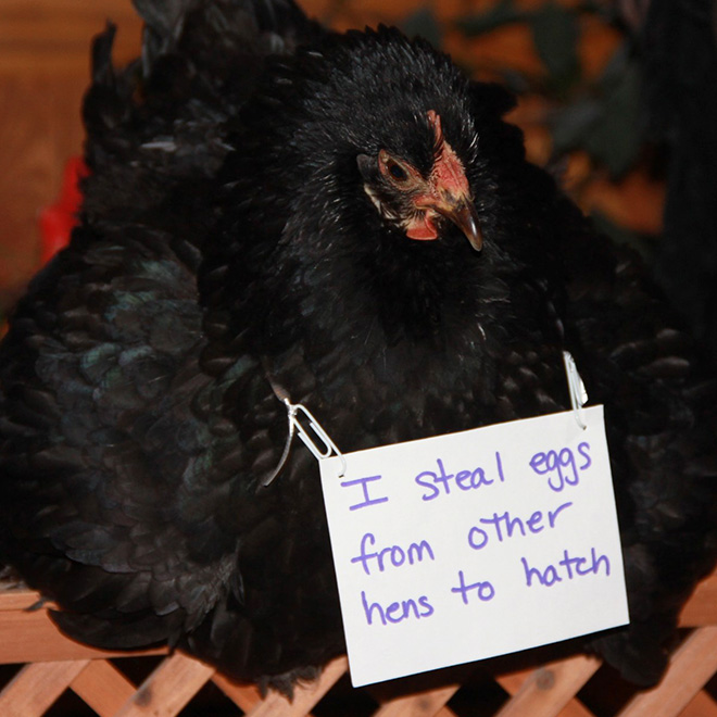 Shaming chickens is fun.