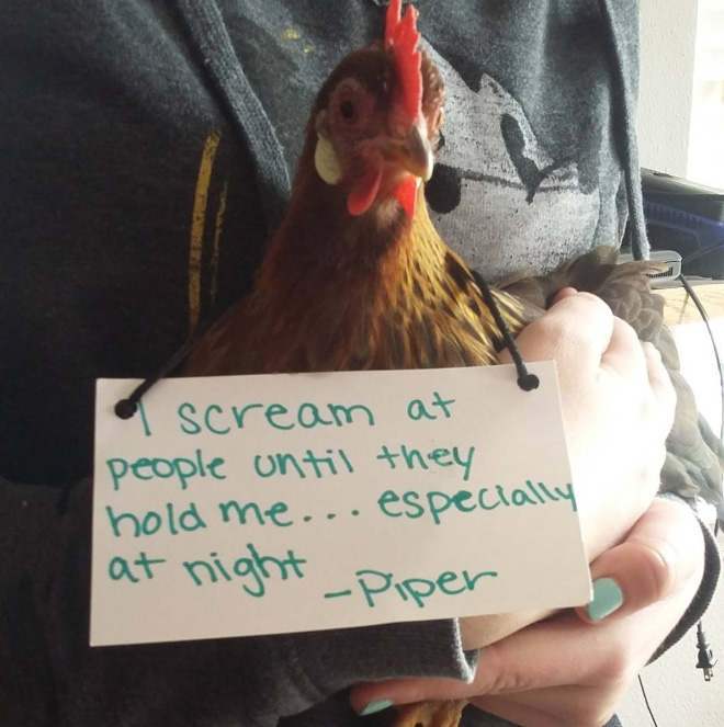 Shaming chickens is fun.