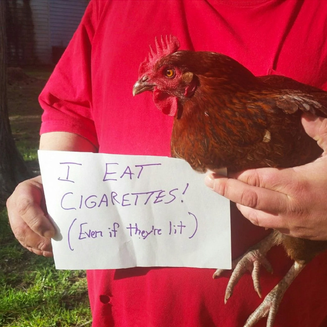 Shaming chickens is fun.