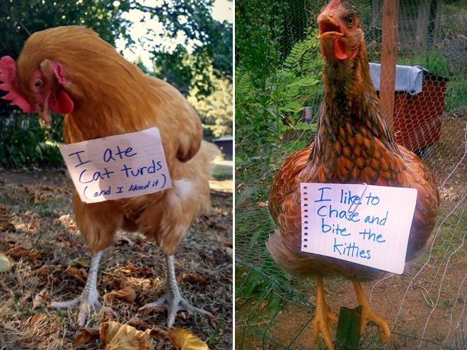 Shaming chickens is fun.