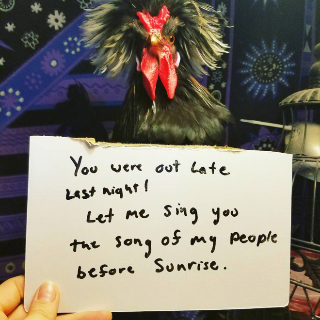 Shaming chickens is fun.