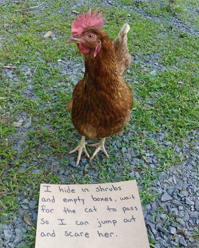 Shaming chickens is fun.