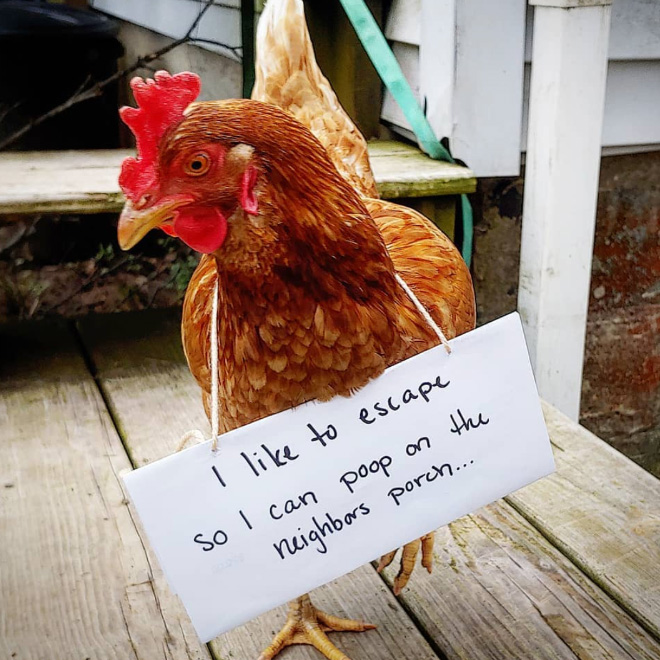 Shaming chickens is fun.