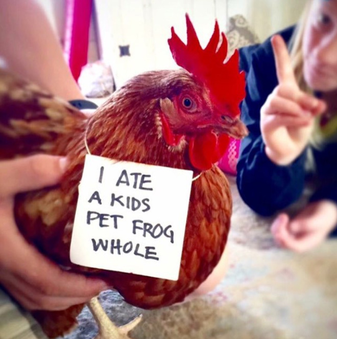 Shaming chickens is fun.