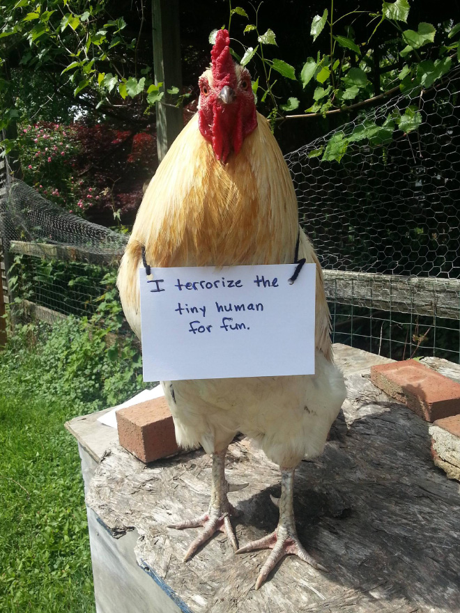 Shaming chickens is fun.