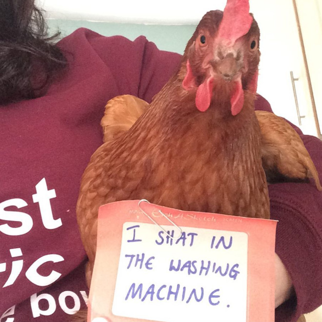 Shaming chickens is fun.