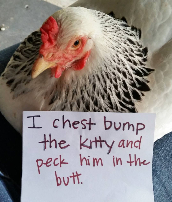 Shaming chickens is fun.