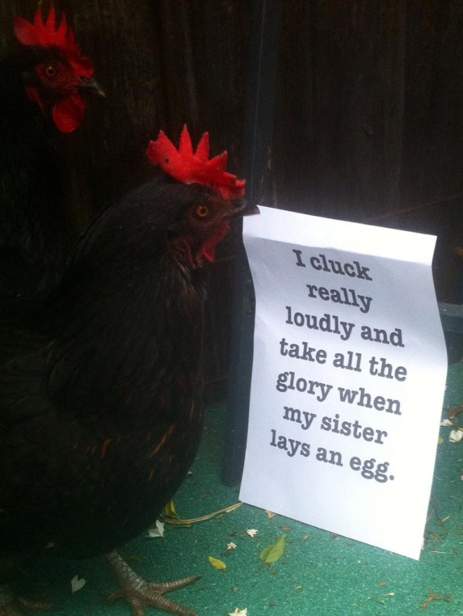 Shaming chickens is fun.