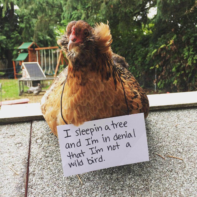 Shaming chickens is fun.