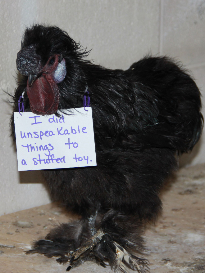 Shaming chickens is fun.