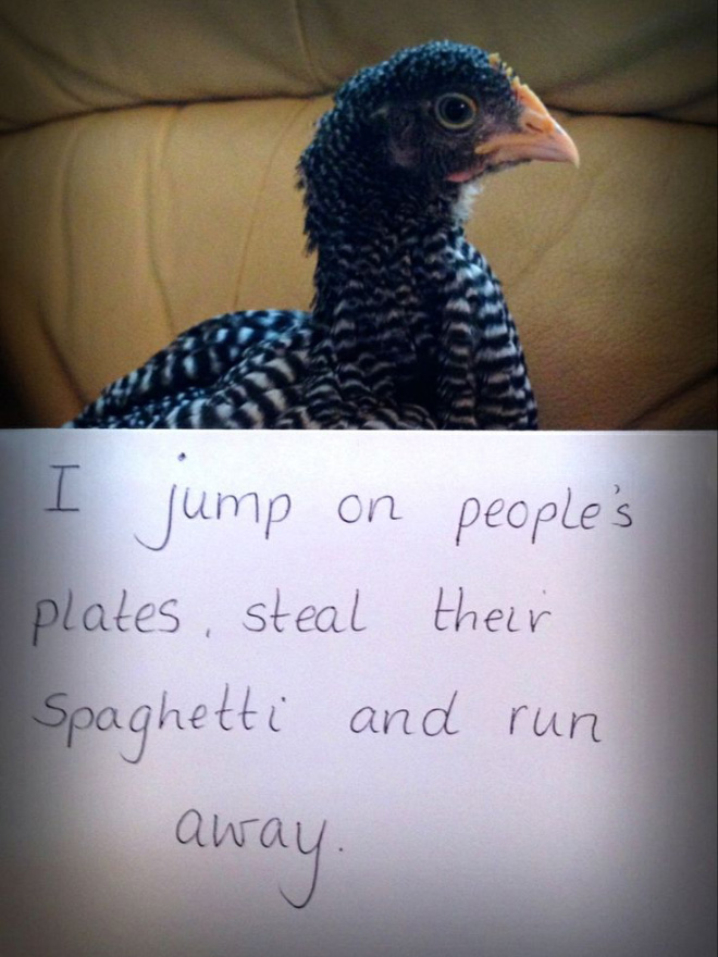 Shaming chickens is fun.