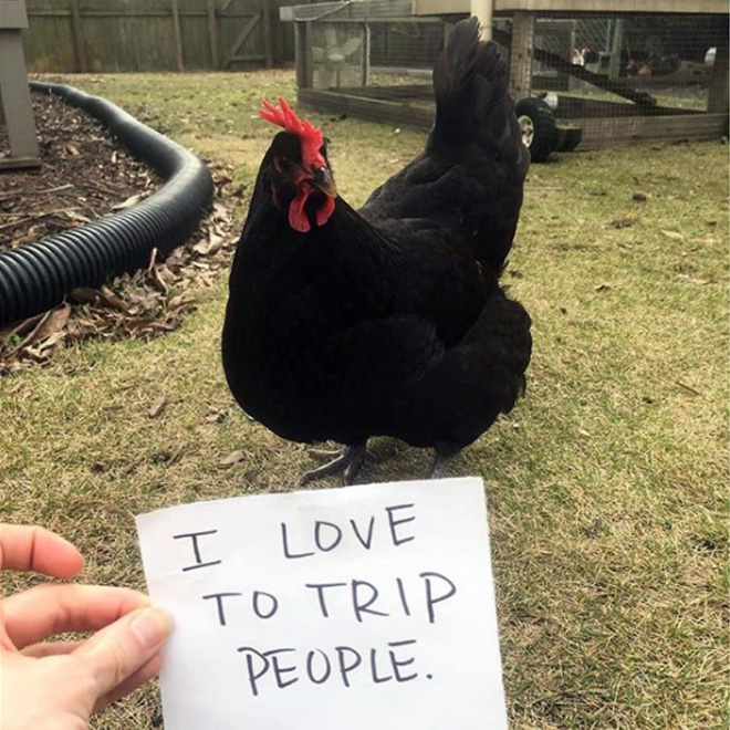 Shaming chickens is fun.