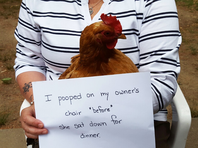 Shaming chickens is fun.