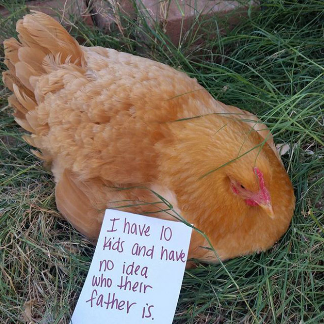 Shaming chickens is fun.