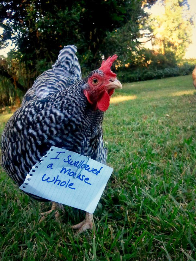 Shaming chickens is fun.
